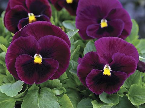 photo of flower to be used as: Bedding / border plant Viola wittrockiana Mammoth Rocky Rose