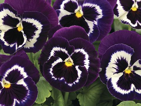 photo of flower to be used as: Bedding / border plant Viola wittrockiana Mammoth Viva La Violet