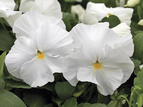 photo of flower to be used as: Bedding / border plant Viola wittrockiana Mammoth White Hot