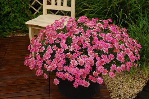 photo of flower to be used as: Pot and bedding Argyranthemum frutescens Rosalie Pink