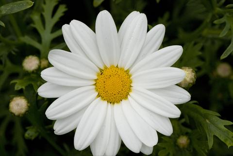 photo of flower to be used as: Bedding / border plant Argyranthemum frutescens White Butterfly