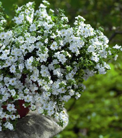 photo of flower to be used as: Bedding pot or basket Bacopa (Sutera cordata) Copa Double White