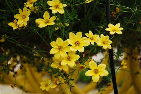 photo of flower to be used as: Pot, bedding, patio, basket Bidens ferulifolia Summerlovers Top Sun