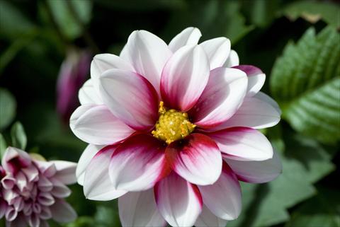 photo of flower to be used as: Pot and bedding Dahlia Starlias Bicolor