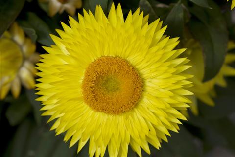 photo of flower to be used as: Pot and bedding Helichrysum (Bracteantha) Xagros Yellow Sun