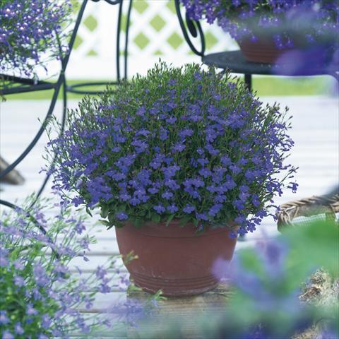 photo of flower to be used as: Pot, bedding, patio, basket Lobelia richardii Dark Blue Angel