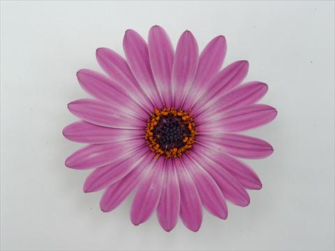 photo of flower to be used as: Pot and bedding Osteospermum Impassion Grande Pink Blush