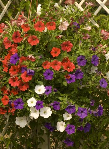 photo of flower to be used as: Pot, bedding, patio, basket Petunia Sunpleasure Mix