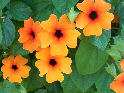 photo of flower to be used as: Pot and bedding Thumbergia Sunny Susy Rot-Orange