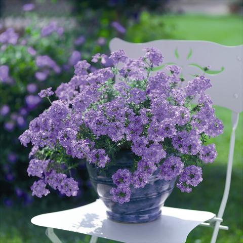 photo of flower to be used as: Pot, patio, basket Verbena Summerdreams Patio Lavender