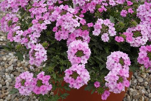 photo of flower to be used as: Bedding pot or basket Verbena Velox Pink