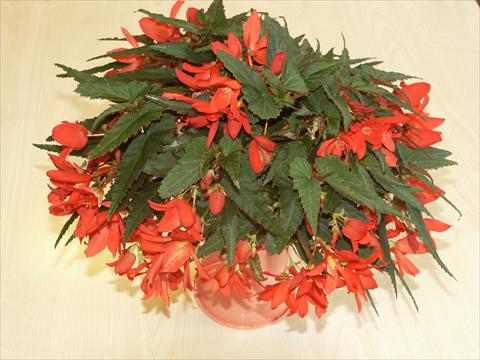 photo of flower to be used as: Pot, bedding, patio, basket Begonia hybrida Sparkler Scarlet