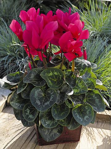 photo of flower to be used as: Pot and bedding Cyclamen persicum Sierra Synchro Deep Rose