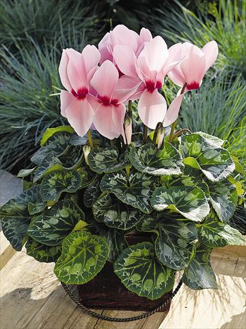 photo of flower to be used as: Pot and bedding Cyclamen persicum Sierra Synchro Light Pink with Eye