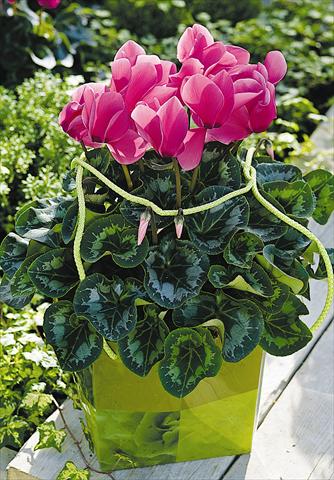 photo of flower to be used as: Pot and bedding Cyclamen persicum Sierra Synchro Rose