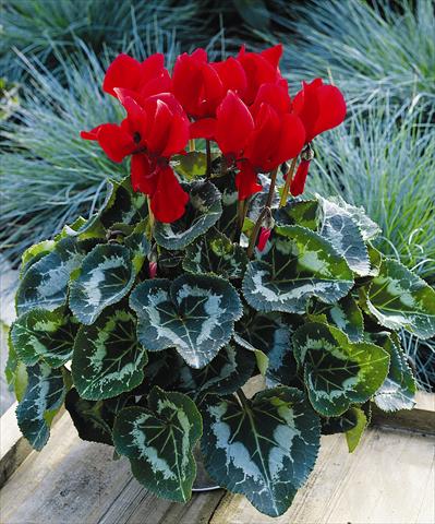 photo of flower to be used as: Pot and bedding Cyclamen persicum Sierra Synchro Scarlet