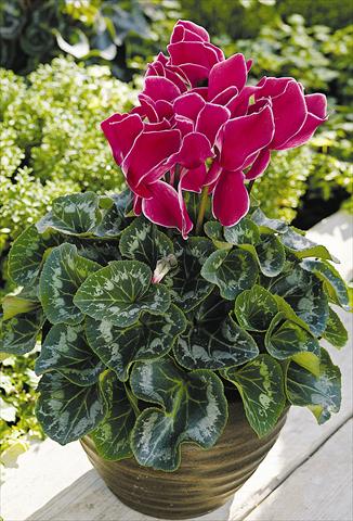 photo of flower to be used as: Pot and bedding Cyclamen persicum Sierra Synchro Wine Flame