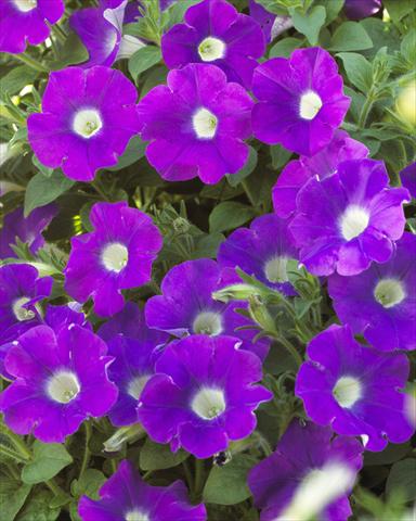 photo of flower to be used as: Pot and bedding Petunia pendula Surfinia® Table Amethyst with eye