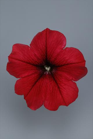 photo of flower to be used as: Pot and bedding Petunia pendula Surfinia® Table Dark Red