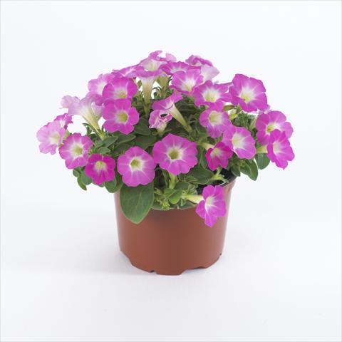 photo of flower to be used as: Pot and bedding Petunia pendula Surfinia® Table Pink Morn