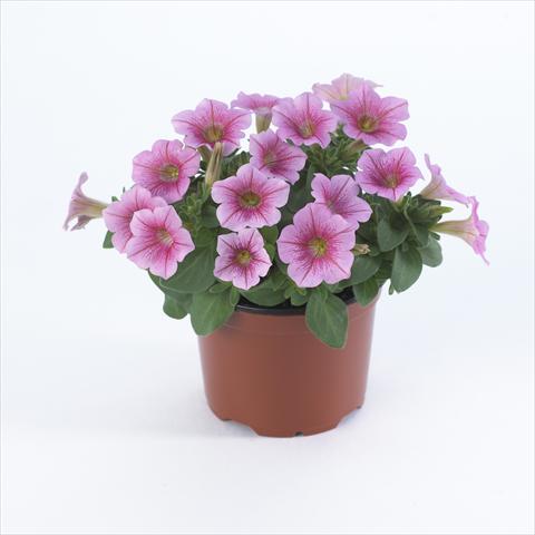 photo of flower to be used as: Pot and bedding Petunia pendula Surfinia® Table Salmon Vein