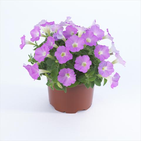 photo of flower to be used as: Pot and bedding Petunia pendula Surfinia® Table Soft Pink