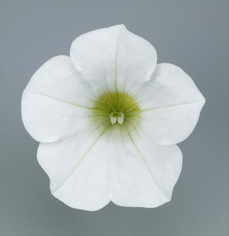 photo of flower to be used as: Pot and bedding Petunia pendula Surfinia® Table White