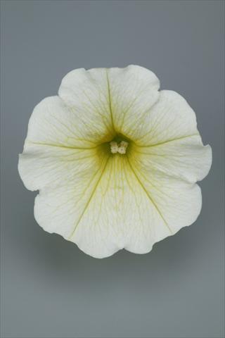 photo of flower to be used as: Pot and bedding Petunia pendula Surfinia® Table Yellow