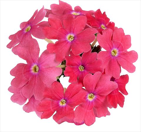photo of flower to be used as: Pot, bedding, patio, basket Verbena Benella Pink