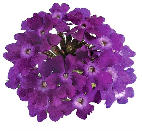 photo of flower to be used as: Pot, bedding, patio, basket Verbena Benella Violet
