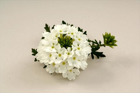 photo of flower to be used as: Pot, bedding, patio, basket Verbena Benella White