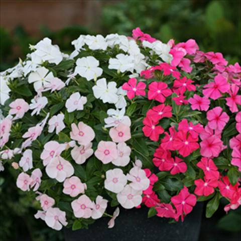 photo of flower to be used as: Pot, bedding, patio, basket Catharanthus roseus - Vinca Boa F1 Mix