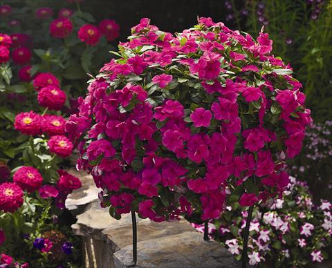 photo of flower to be used as: Pot, bedding, patio, basket Catharanthus roseus - Vinca Cora Cascade Magenta