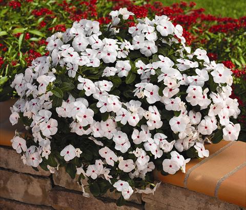 photo of flower to be used as: Pot, bedding, patio, basket Catharanthus roseus - Vinca Cora Cascade White Polka Dot