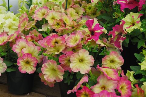 photo of flower to be used as: Pot, bedding, patio, basket Petunia Sophistica Lime bicolor