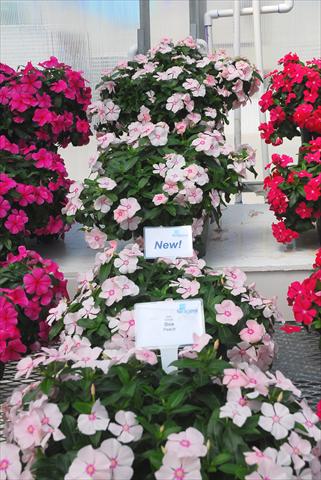 photo of flower to be used as: Pot, bedding, patio, basket Catharanthus roseus - Vinca Boa Peach