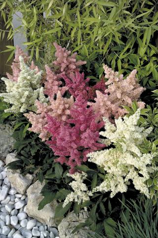 photo of flower to be used as: Pot and bedding Astilbe arendsii Astary® Mix