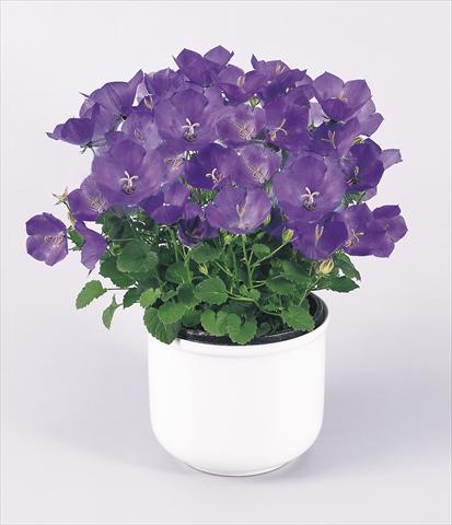 photo of flower to be used as: Pot and bedding Campanula carpatica Clips® Blue