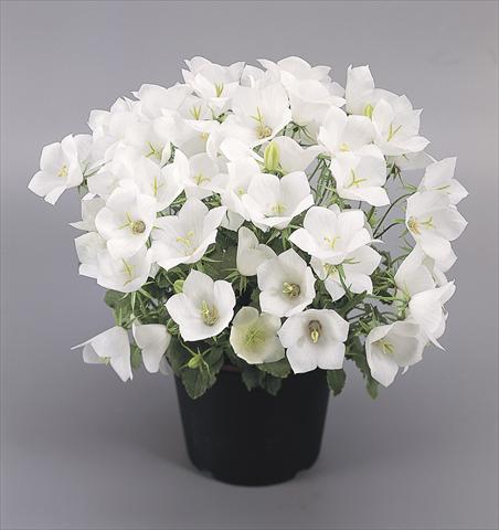 photo of flower to be used as: Pot and bedding Campanula carpatica Clips® White