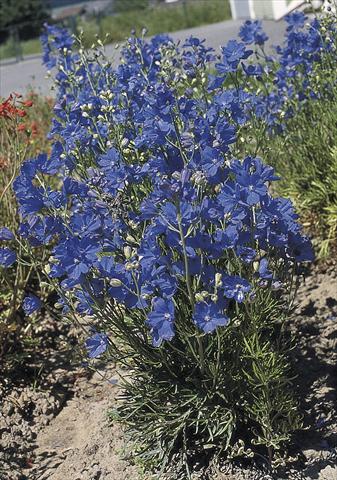 photo of flower to be used as: Pot and bedding Delphinium grandiflorum Blue Mirror