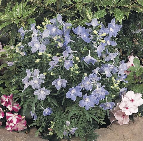 photo of flower to be used as: Pot and bedding Delphinium grandiflorum Summer Blues®