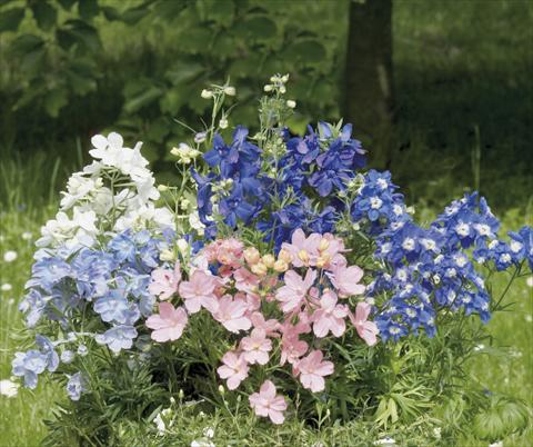 photo of flower to be used as: Pot and bedding Delphinium grandiflorum Summer Colors
