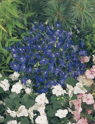 photo of flower to be used as: Pot and bedding Delphinium grandiflorum Summer Nights