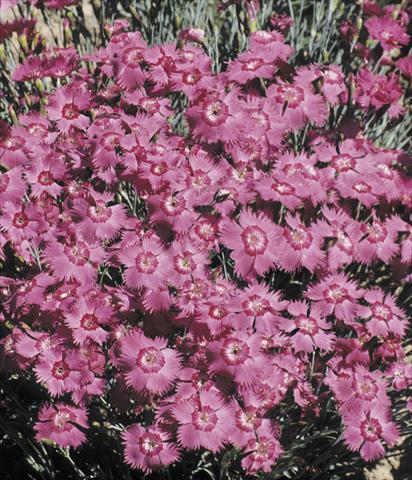 photo of flower to be used as: Pot and bedding Dianthus Grandiflorus