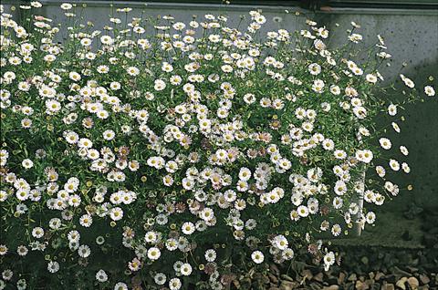 photo of flower to be used as: Pot and bedding Erigeron karvinskianus Profusion
