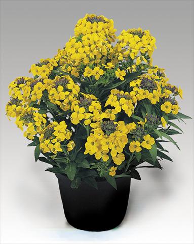 photo of flower to be used as: Pot and bedding Erysimum suffruticosum Gold Dust