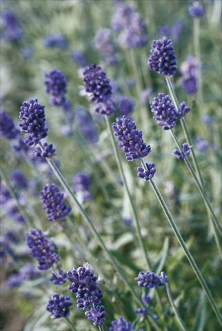 photo of flower to be used as: Pot and bedding Lavandula angustifolia Vicenza Blue