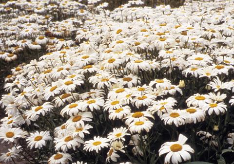 photo of flower to be used as: Pot and bedding Leucanthemum x superbum Silver Princess