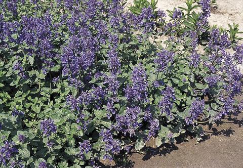 photo of flower to be used as: Pot and bedding Nepeta mussinii Nepeta mussinii