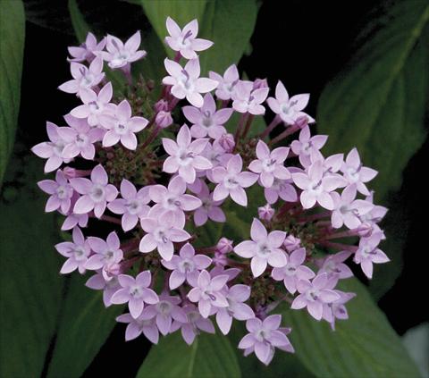 photo of flower to be used as: Pot and bedding Pentas lanceolata Northern Lights Lavender